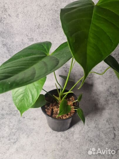 Антуриум Шампань