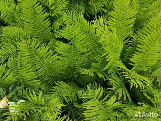 Папоротник садовый страусник