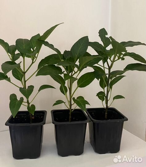 Перец острый