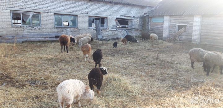 Овцы покрытые