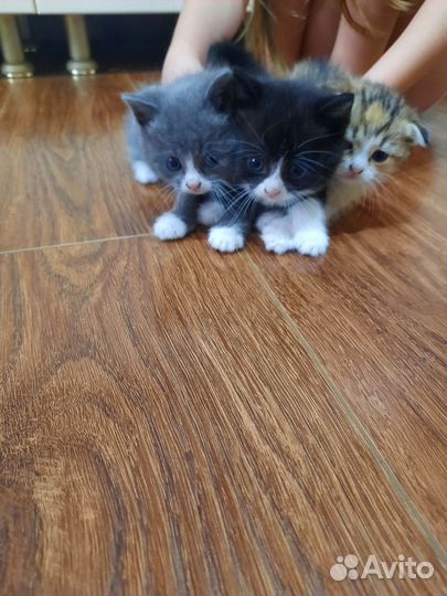 Котята