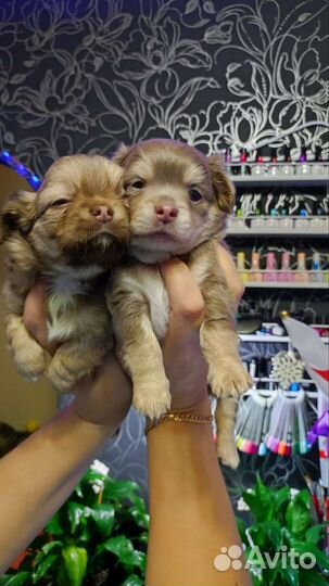 Щенки Чихуахуа
