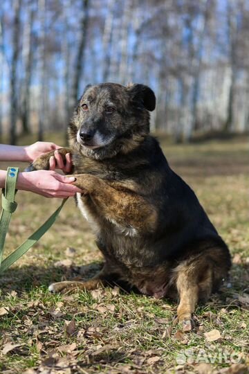 Балин-пампушка, уютная собаченька ищет дом