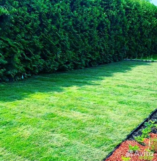 Рулонный газон