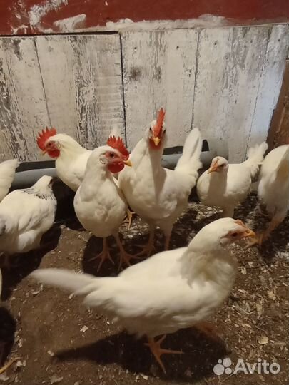 Молодые петушки