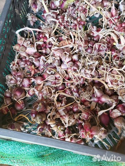 Многоярусный лук семена