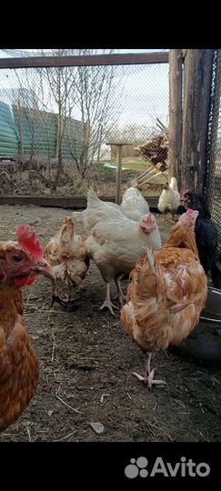 Куры молодки несушки