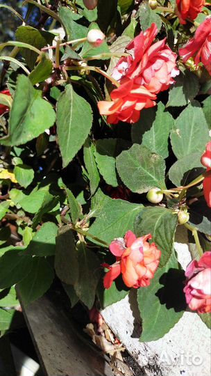 Одам за шоколадку