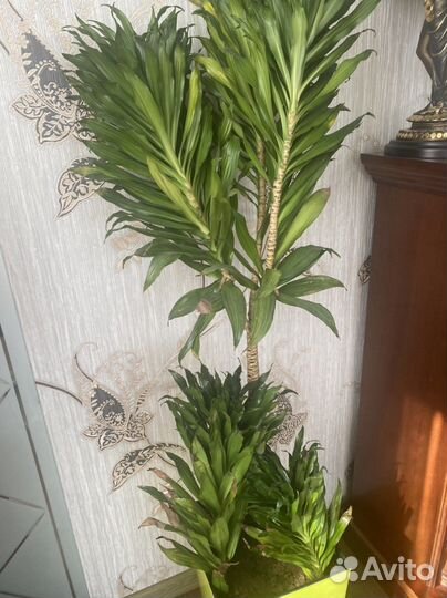 Драцена фикус цимбидиум