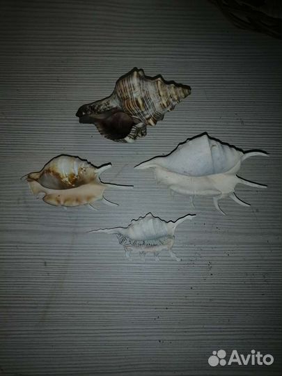 Морские ракушки раковины