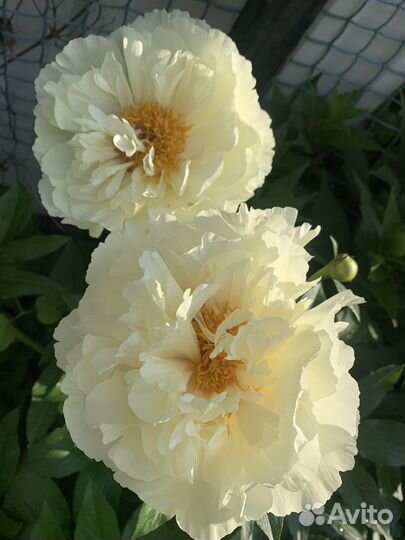 Пион Vanilla Shnapps