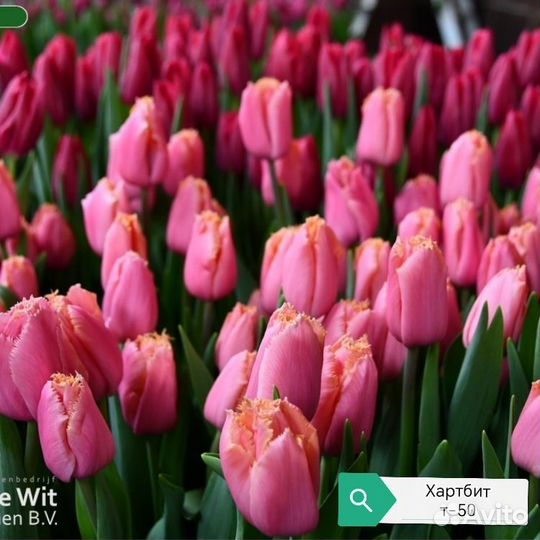 Луковица тюльпанов альбом 4 (детка)