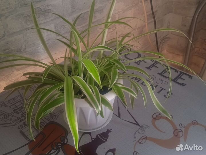 Комнатные цветы