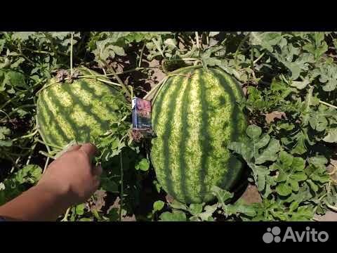 Южный арбуз оптом
