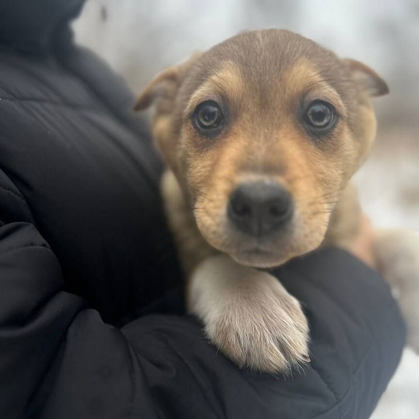 Щенок в добрые руки бесплатно