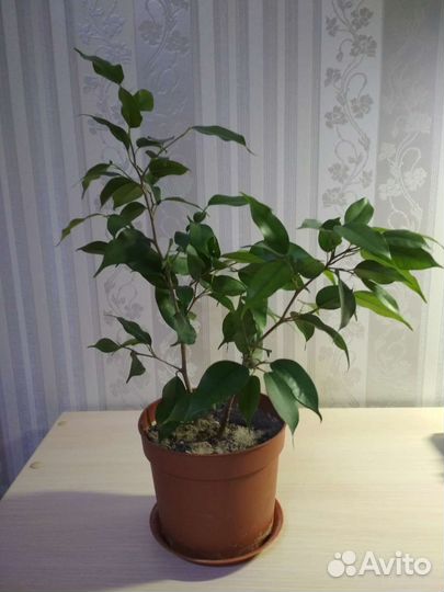 Фикус бенджамина