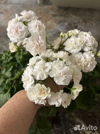 Пеларгонии сортовые