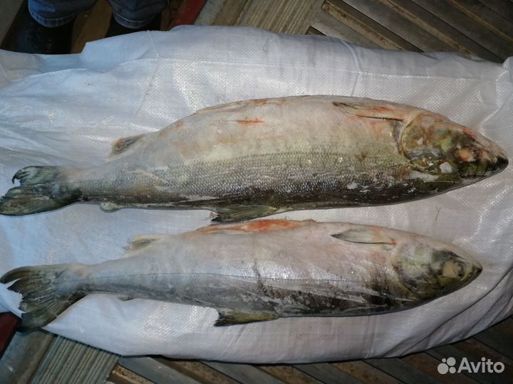 Продам свежемороженую рыбу кета