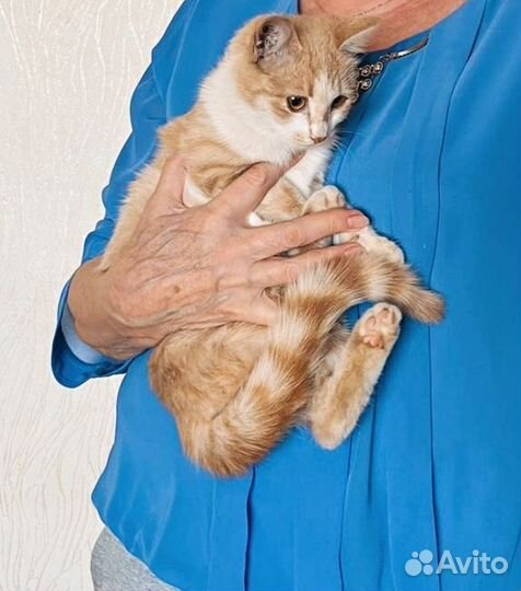 Котеночек девочка