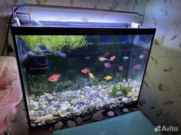 Аквариум с рыбками