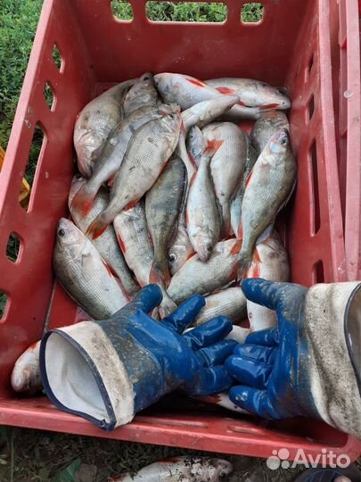 Свежезамороженная речная рыба и свежая