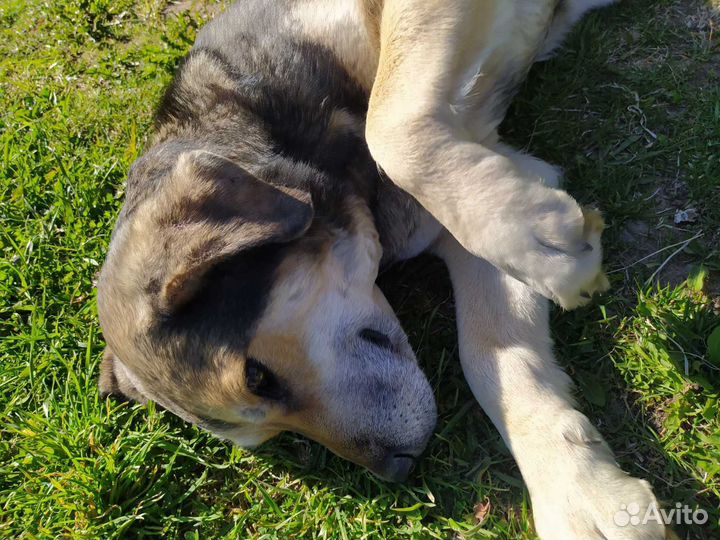 Собака в добрые руки отдам бесплатно