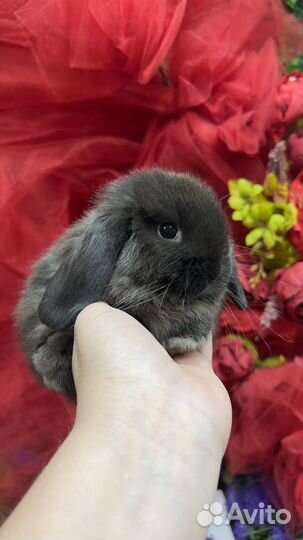 Царские кролики карликовые