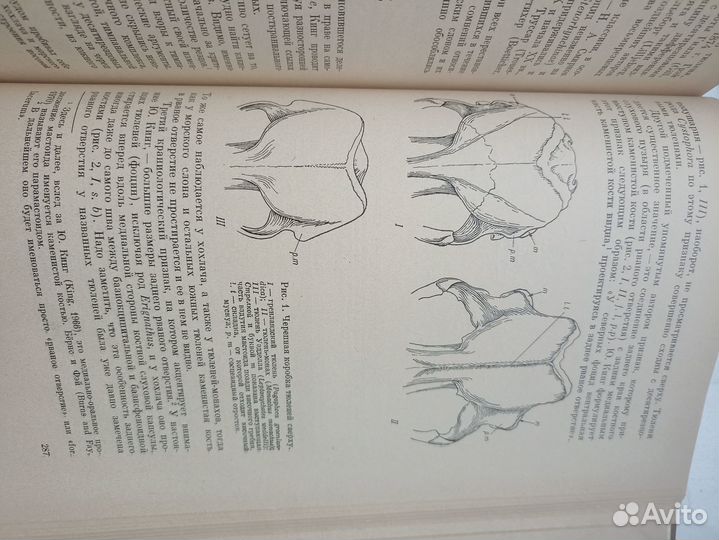 Теоретические вопросы систематики и филогении 1974