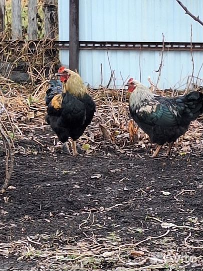 Молодые петухи