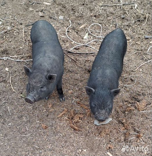 Поросята вьетнамские вислобрюхие