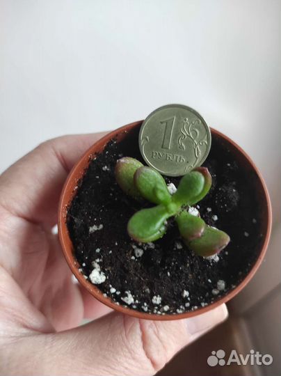 Крассула толстянка