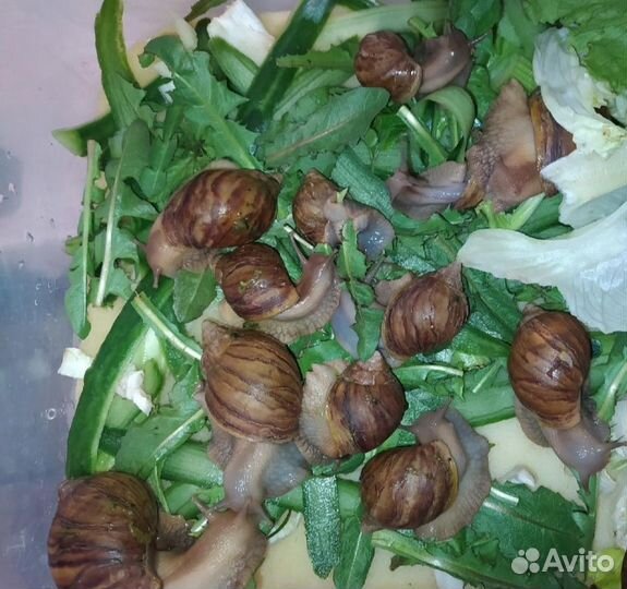 Улитки ахатины Фулики, пара. с террариумом