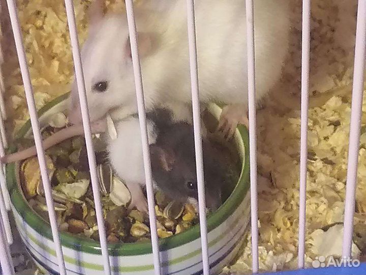 Клетка для грызунов большая