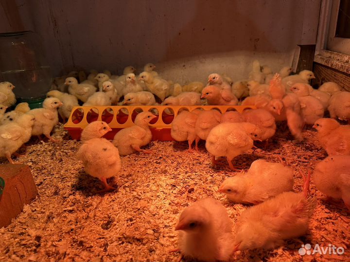 Цыплята бройлеры