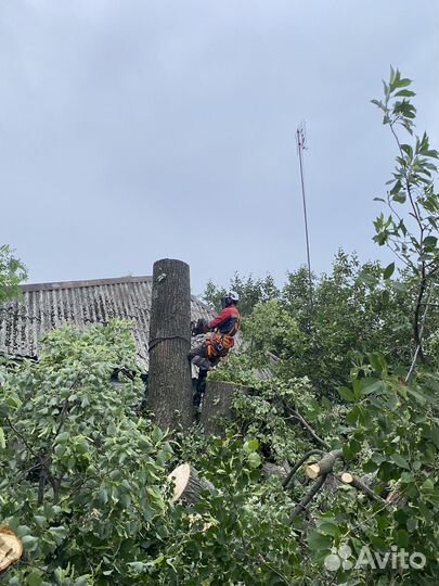 Спил и удаление деревьев