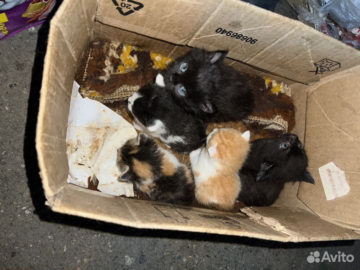 Кошки в добрые руки