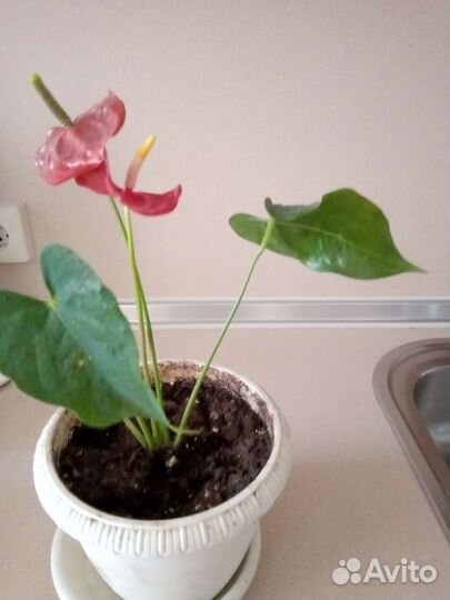 Антуриум красный