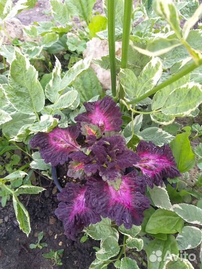 Колеусы вегетативные