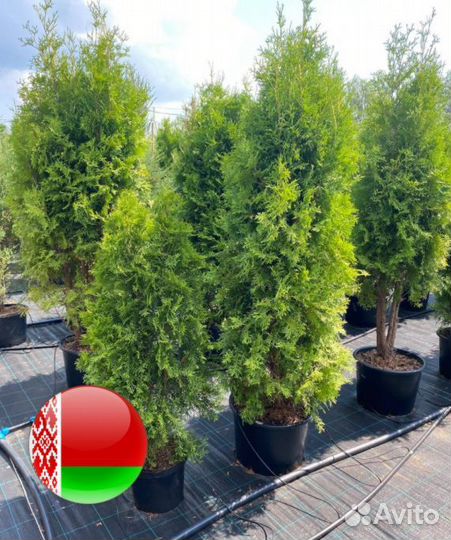 Туя вип качества Смарагд