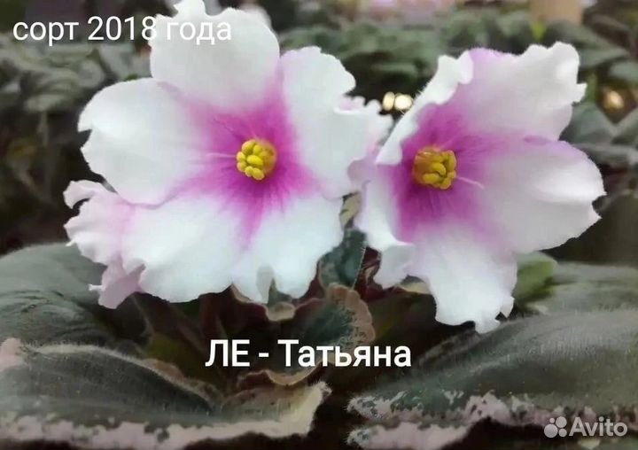 Сортовые фиалки набор