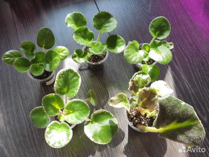 Фиалка. Детки. Набор укорененных черенков