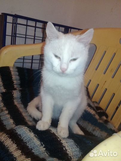 Отдам в добрые ручки