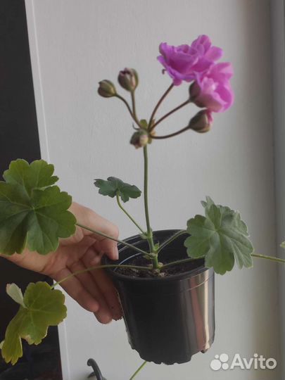 Пеларгония герань Ю-Сиреневый Туман Зонартик