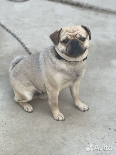 Мопс вязка мальчик