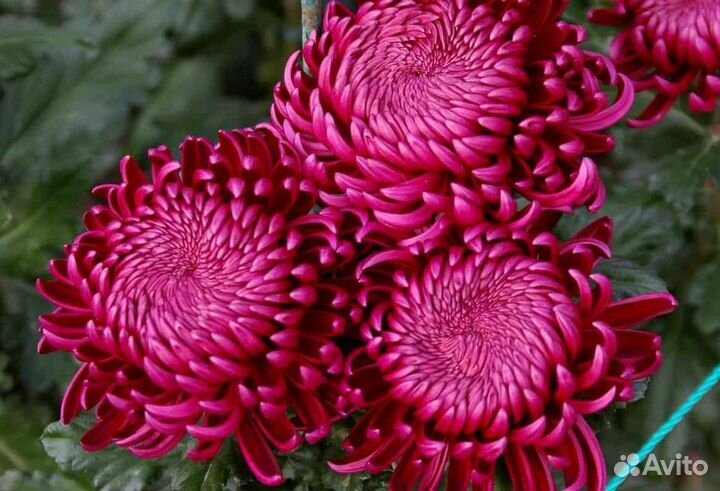 Посадочный материал Черенки хризантемы