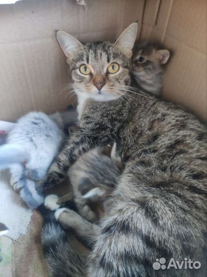Котята в добрые руки