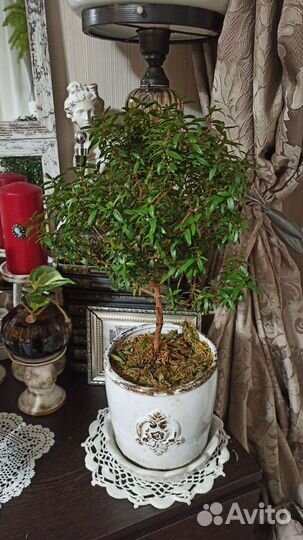 Мирт и Мирт вариегатный