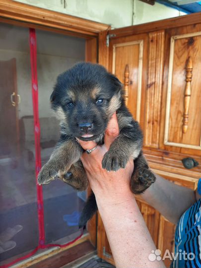 Собака немецкая овчарка