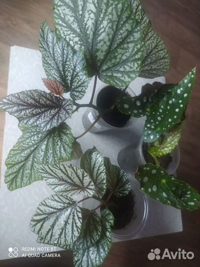 Бегония Кейн, пеперомия, фикус