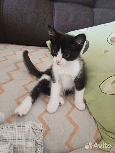 Кошка 2 месяца